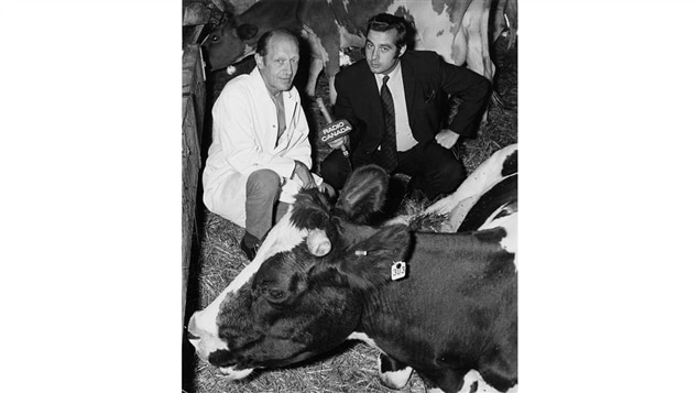 Dans un abattoir, l'agronome Roger Molleur en entrevue avec le journaliste Jean-Guy Roy, parmi des vaches. Dans un abattoir, l'agronome Roger Molleur en entrevue avec le journaliste Jean-Guy Roy, parmi des vaches.