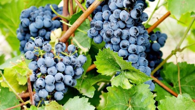 Des raisins dans un vignoble