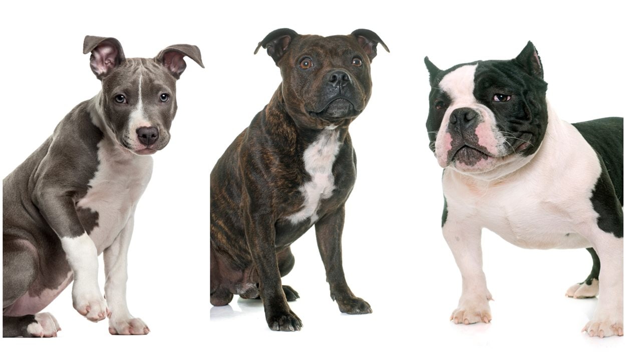 Un terrier américain du Stafforsdhire, un bull terrier du Staffordshire et un American bully Un terrier américain du Stafforsdhire, un bull terrier du Staffordshire et un American bully
