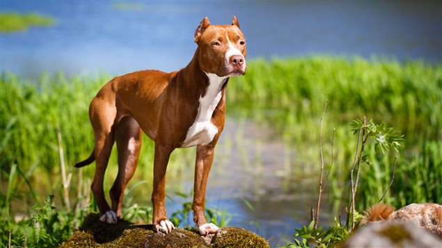 10 mythes sur les pitbulls | ICI.Radio-Canada.ca 10 mythes sur les pitbulls | ICI.Radio-Canada.ca