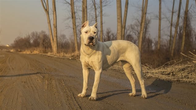 10 Mythes Sur Les Pitbulls Radio Canadaca