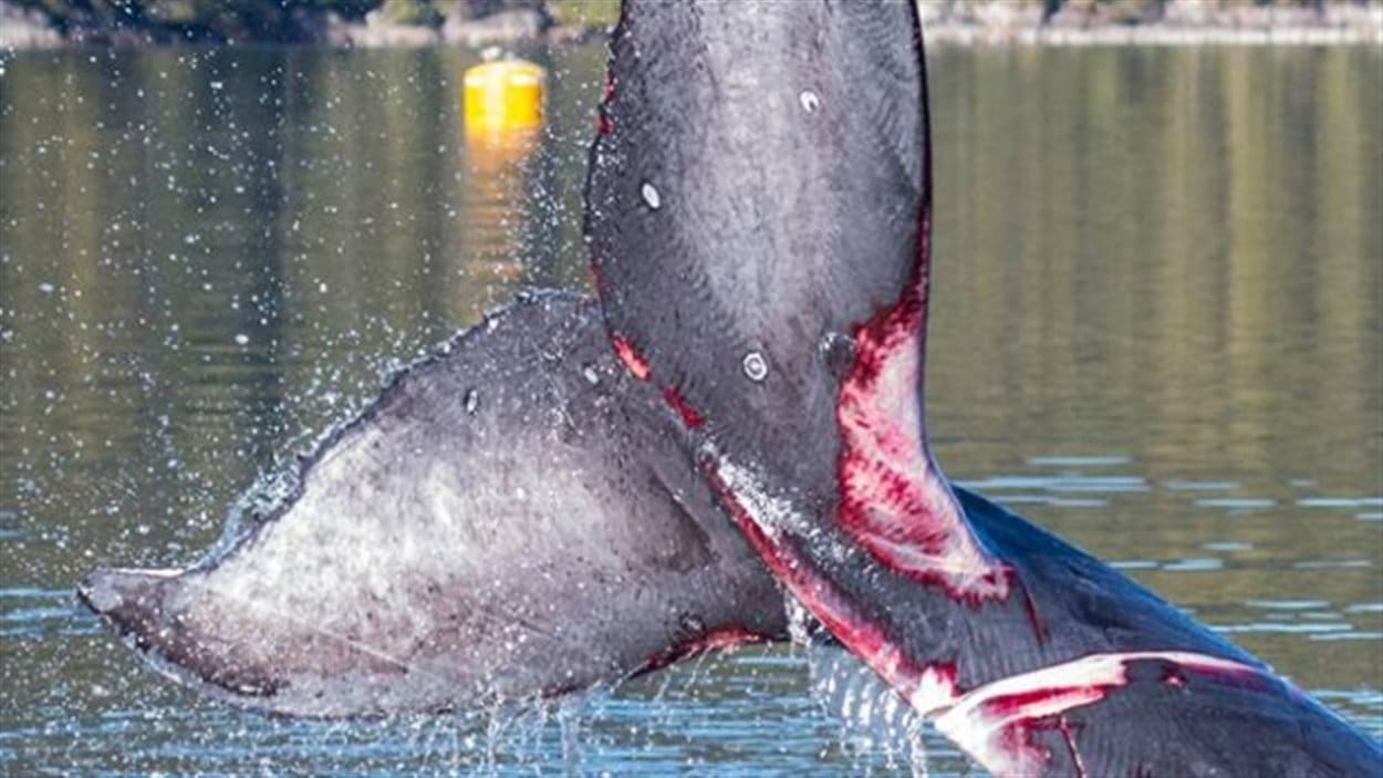 Yiwu Baleine /à Bosse Violet surr/éaliste cr/éature sous-Marine Animaux Nature Visage Couvre la Protection Contre la poussi/ère Pollen Pet squames Autres en Suspension dans lair