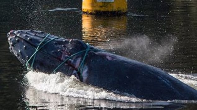 Yiwu Baleine /à Bosse Violet surr/éaliste cr/éature sous-Marine Animaux Nature Visage Couvre la Protection Contre la poussi/ère Pollen Pet squames Autres en Suspension dans lair