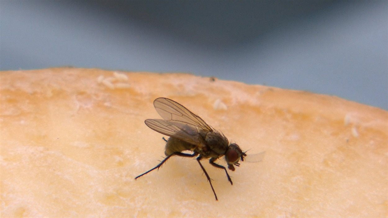Une mouche Une mouche
