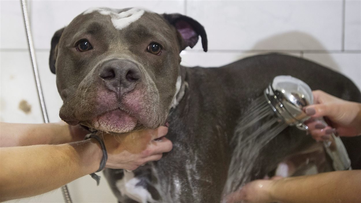 Un pitbull Un pitbull