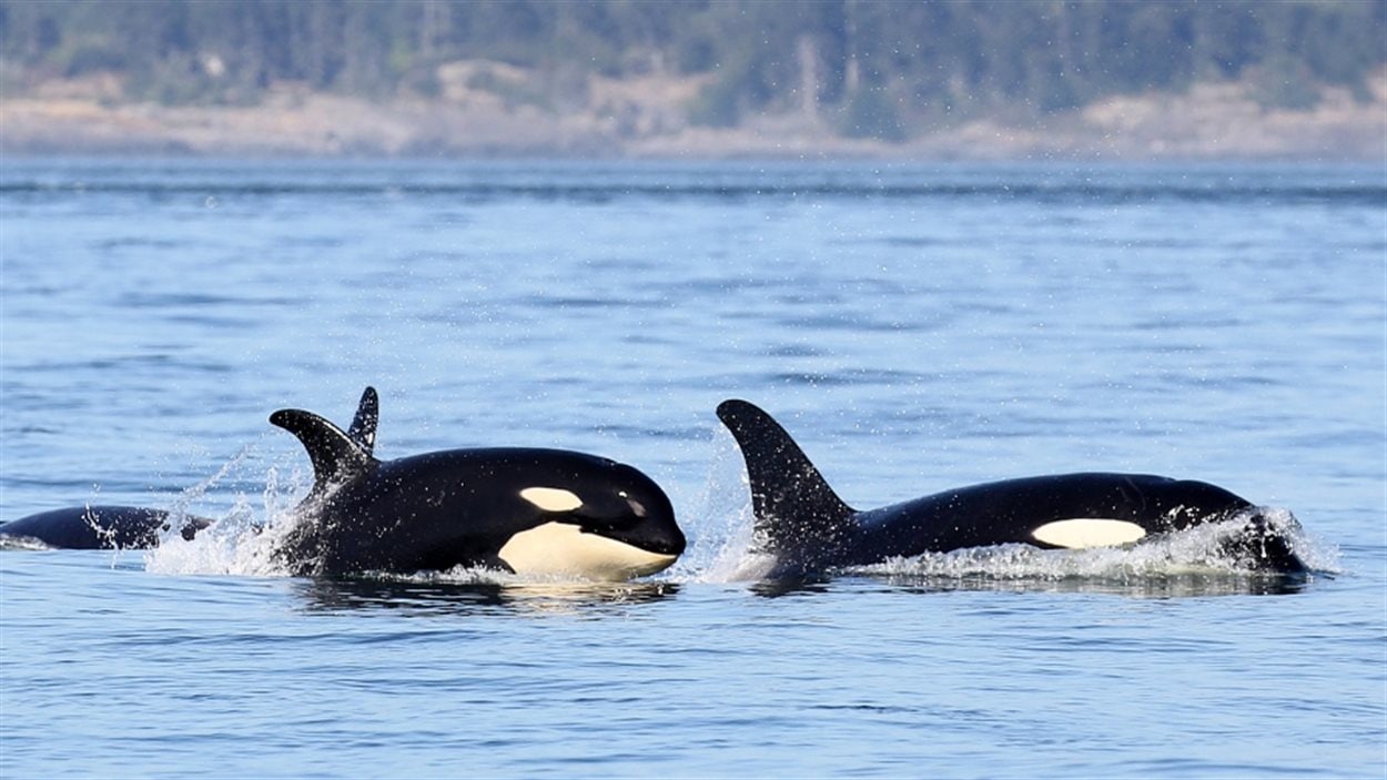 Des épaulards nagent au large de Victoria Des épaulards nagent au large de Victoria