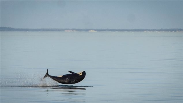 L'épaulard J-52 saute hors de l'eau. L'épaulard J-52 saute hors de l'eau.