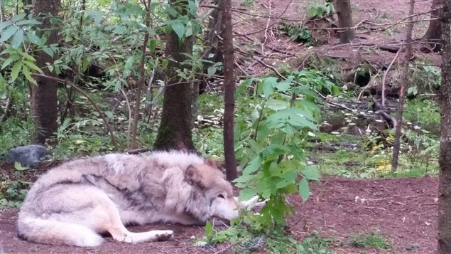 Photo prise au cours de la journée du 5 octobre d'un des meilleurs amis de M. Pageau, le plus vieux loup du refuge, celui que l'homme surnommait « Le Gros » Photo prise au cours de la journée du 5 octobre d'un des meilleurs amis de M. Pageau, le plus vieux loup du refuge, celui que l'homme surnommait « Le Gros »