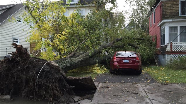 Un arbre est tombé sur une maison à Sydney en Nouvelle-Écosse Un arbre est tombé sur une maison à Sydney en Nouvelle-Écosse
