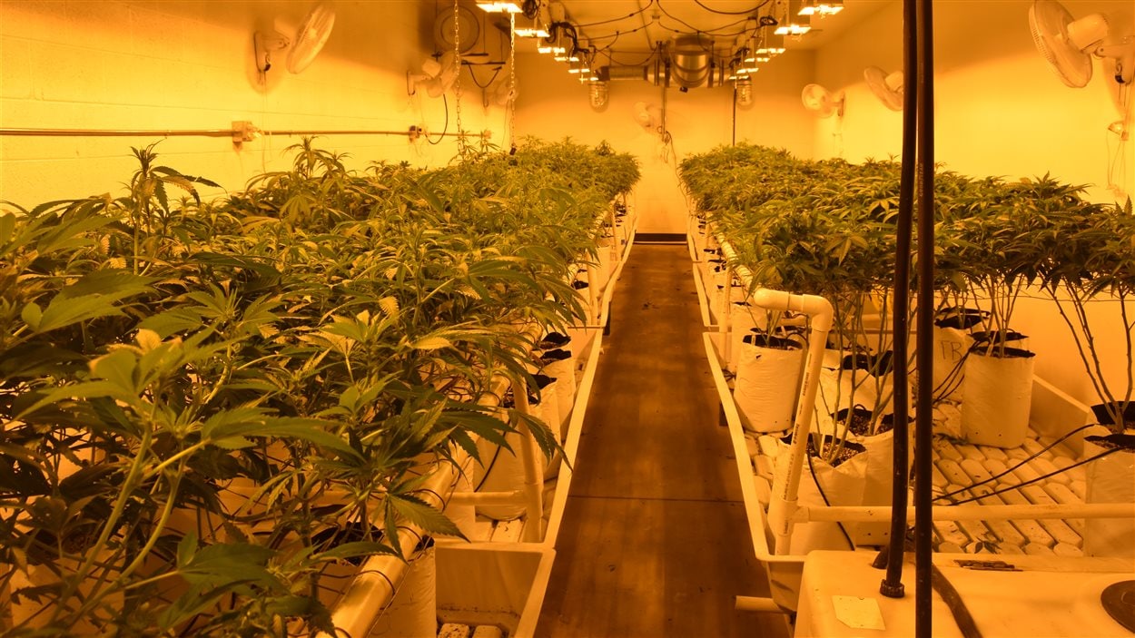 Cannabis Cannabis