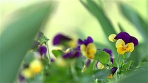 Les pensées (viola) font partie des multiples fleurs comestibles.