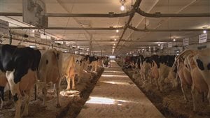 L'amputation de la queue des vaches est interdite au Canada.