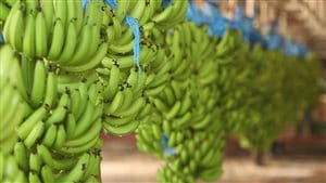 La cavendish est la variété de bananes que l'on trouve dans les supermarchés.