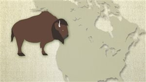 Les bisons en Amérique du Nord