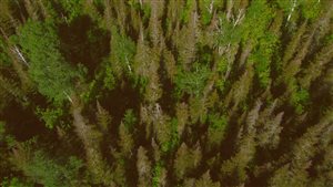 La tordeuse attaque les forêts du Québec et du Nouveau-Brunswick.