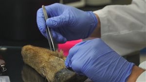 Une scientifique prélève des échantillons sur une patte de cerf.
